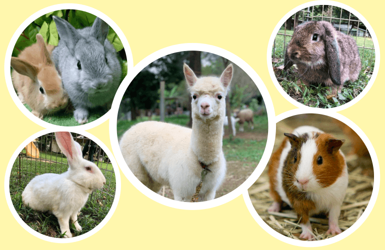 20260506zoo.png