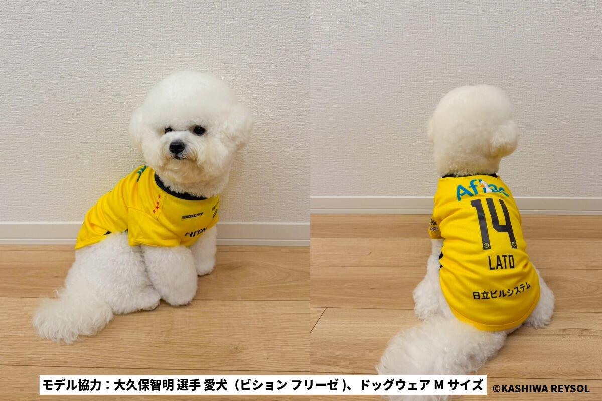 20261009_dogwear.jpeg